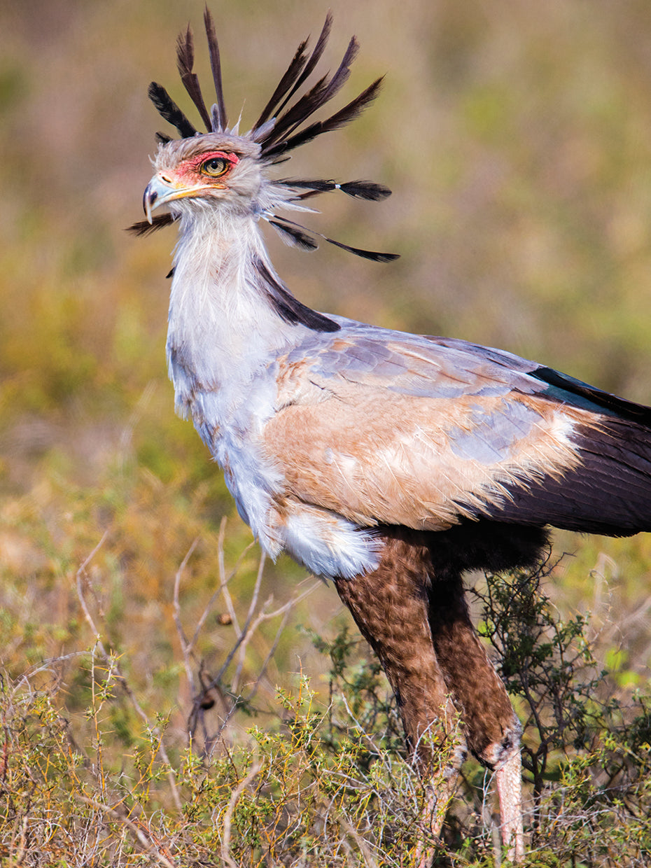 Elegante pájaro secretario Lienzo