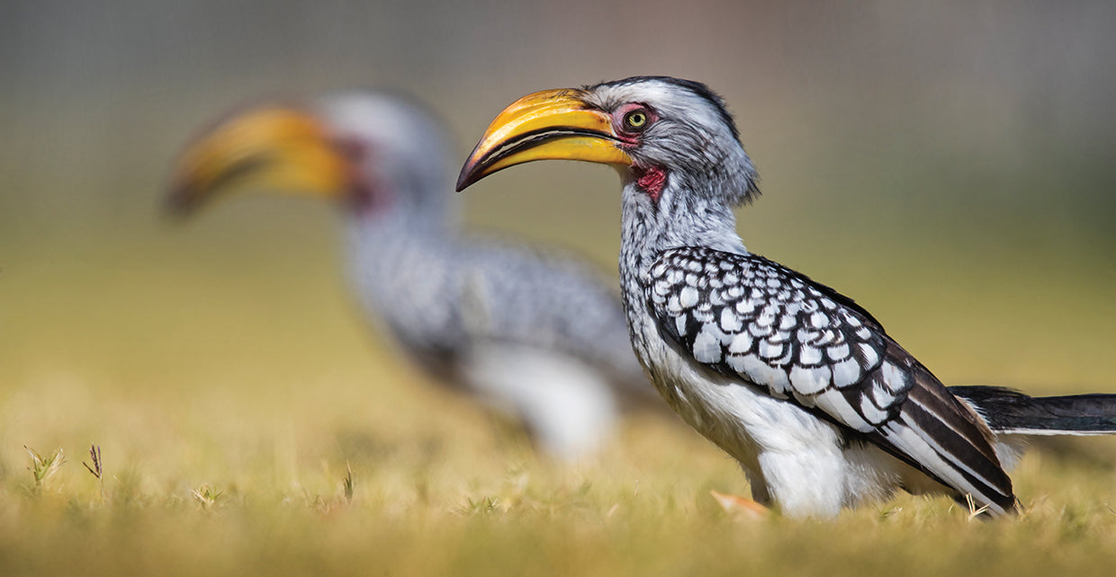 Cálao feliz Lienzo