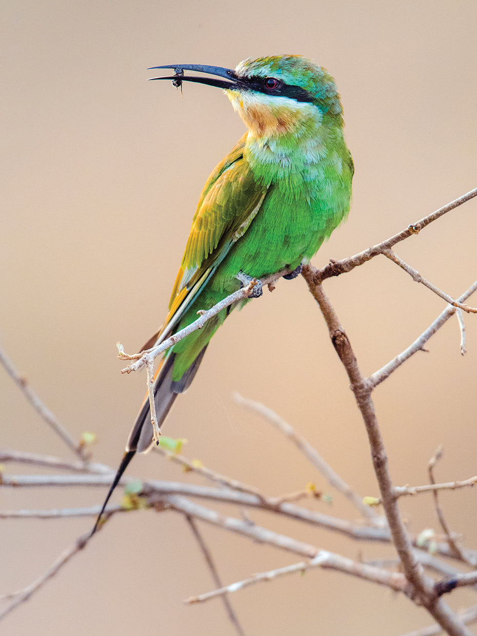 Pájaro afrutado de la selva Lienzo