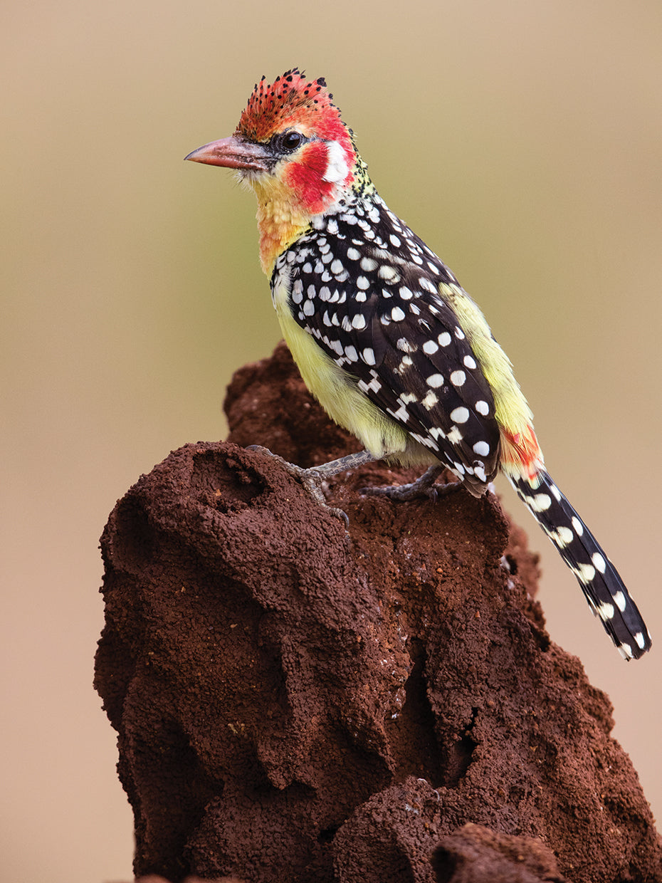 Pájaro de rama de barbet Lienzo