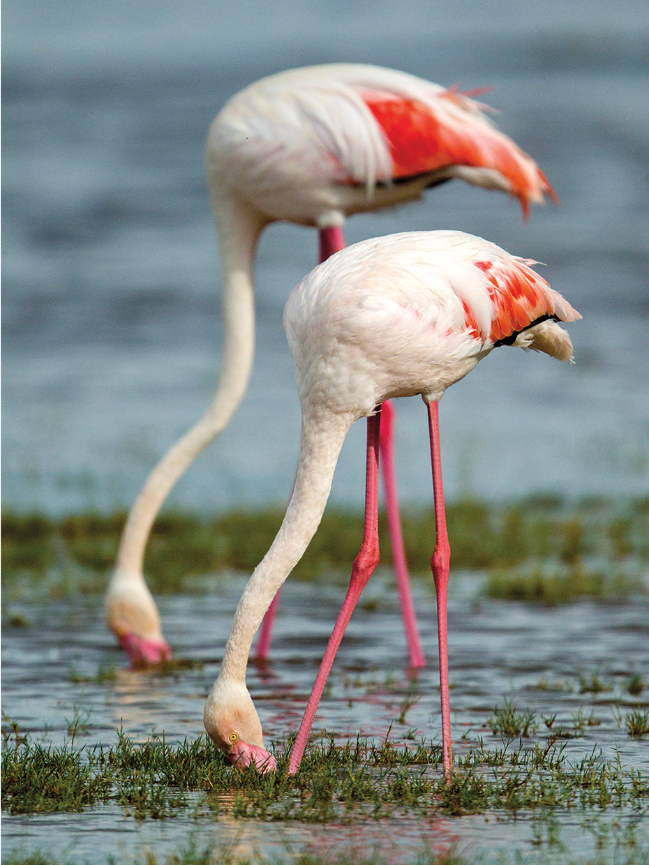 Dúo de flamencos del Serengeti Lienzo
