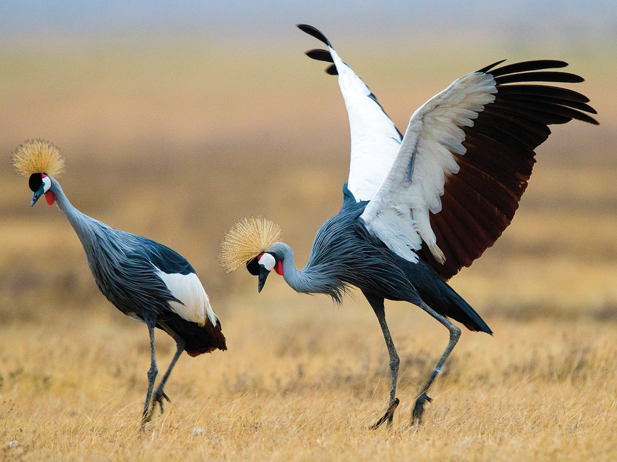 Grullas de conservación Lienzo