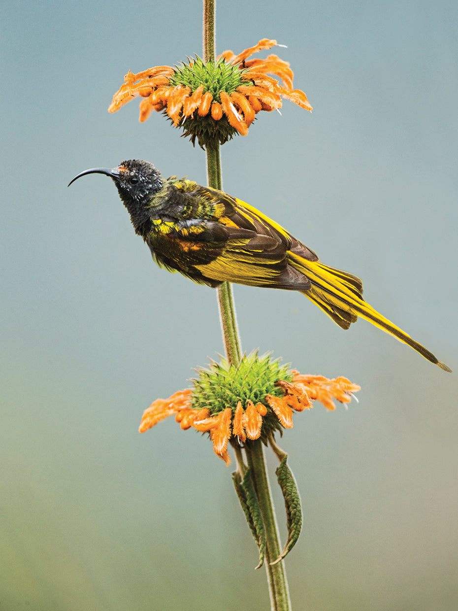 Sunbird y Bloom Lienzo