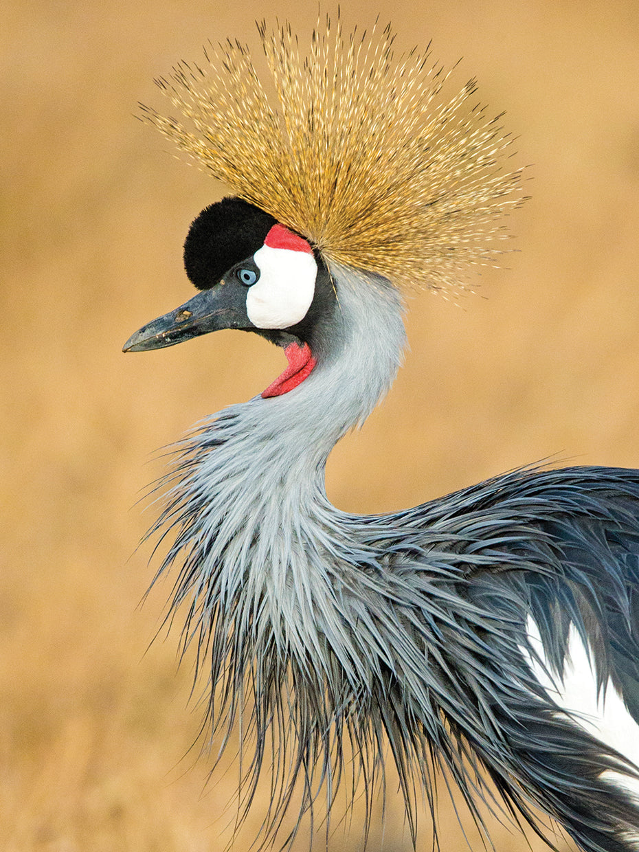 Grulla gris de Tanzania Lienzo