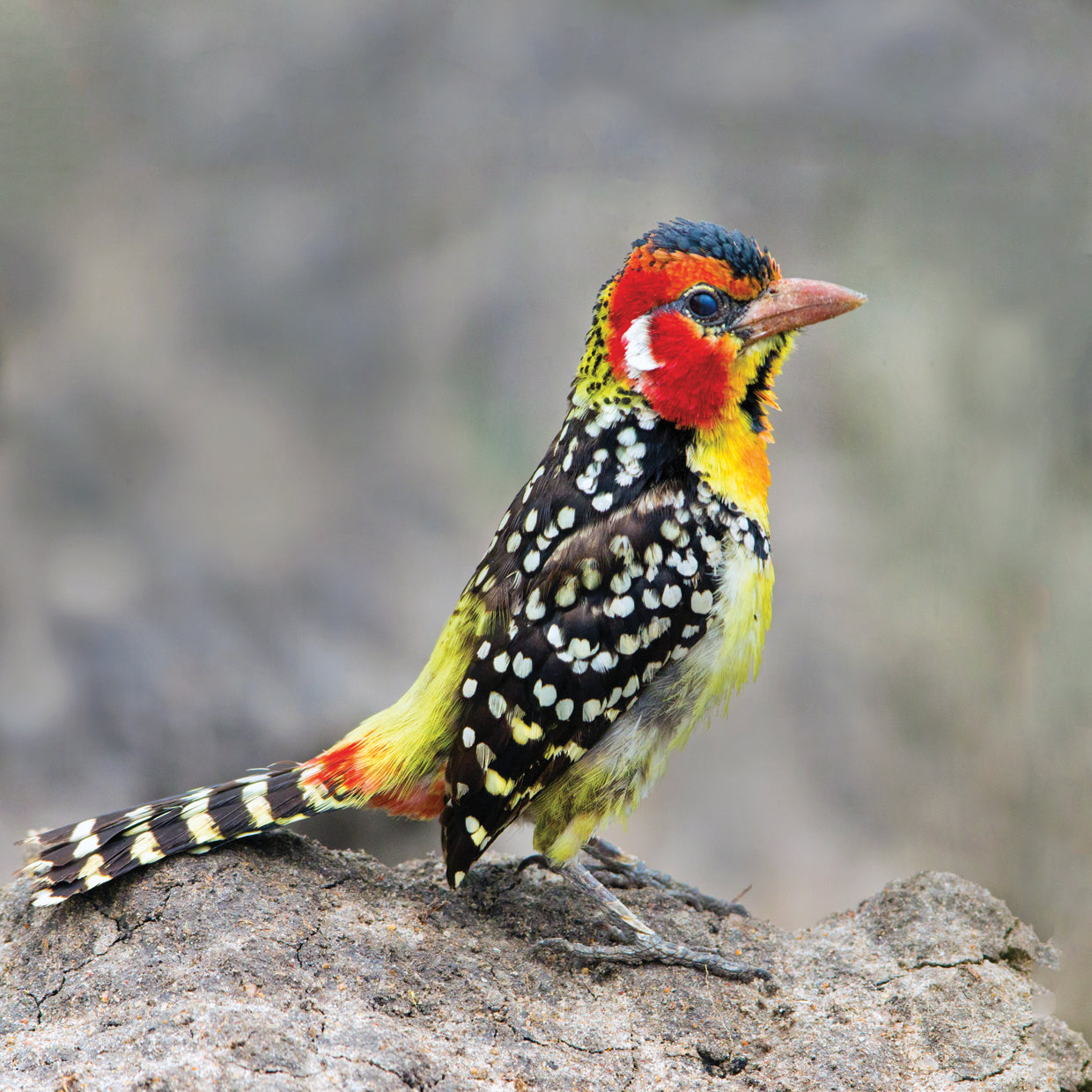 Barbudo amarillo rojo Lienzo