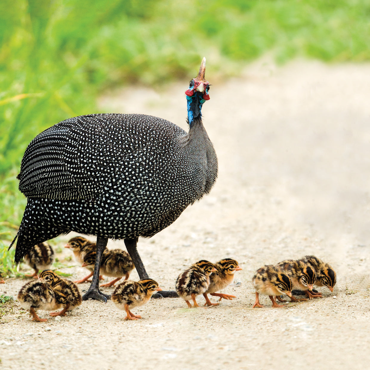 Gallina de Guinea africana Lienzo