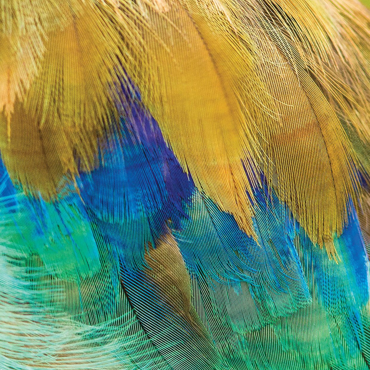 Exotic Purple Feathers