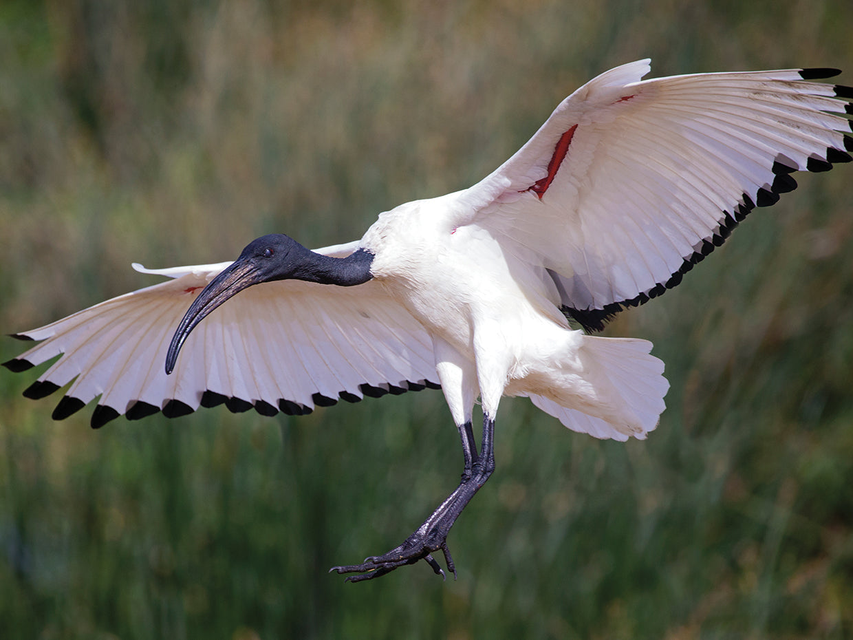 Ibis africano Lienzo