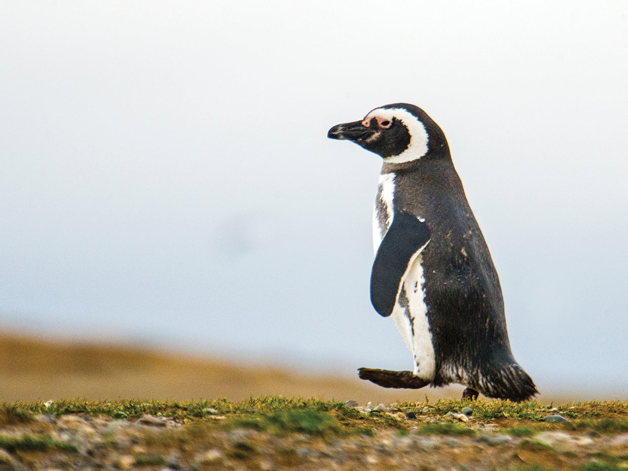 Pingüino patagónico Lienzo
