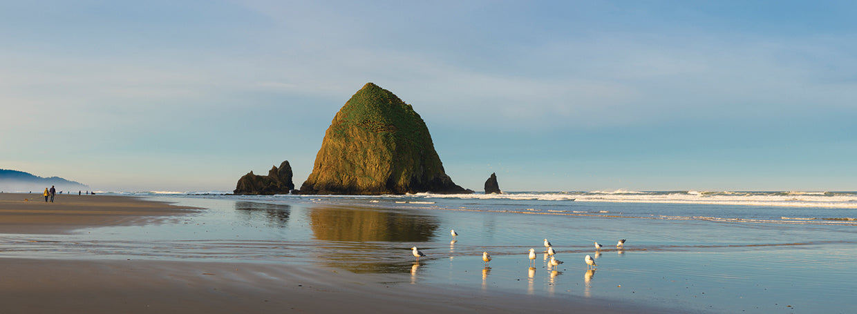 Cannon Beach Seabirds