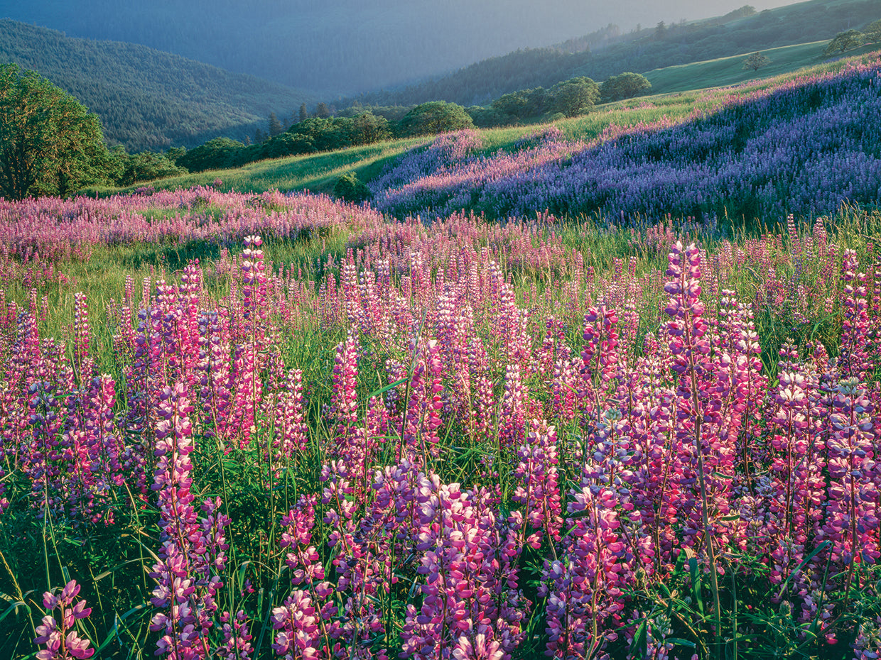 Altramuces rosas de Texas Lienzo