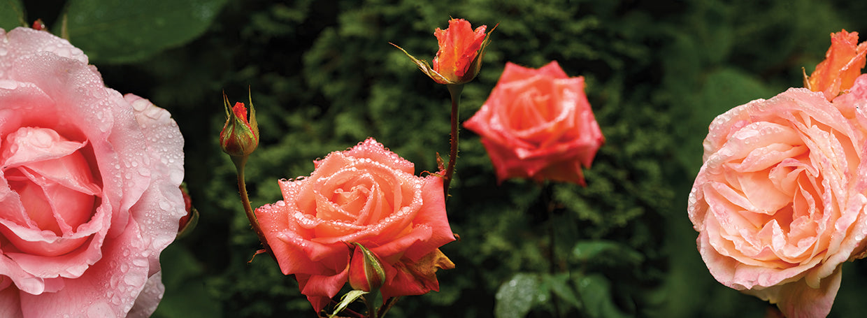 Spring Roses Washington