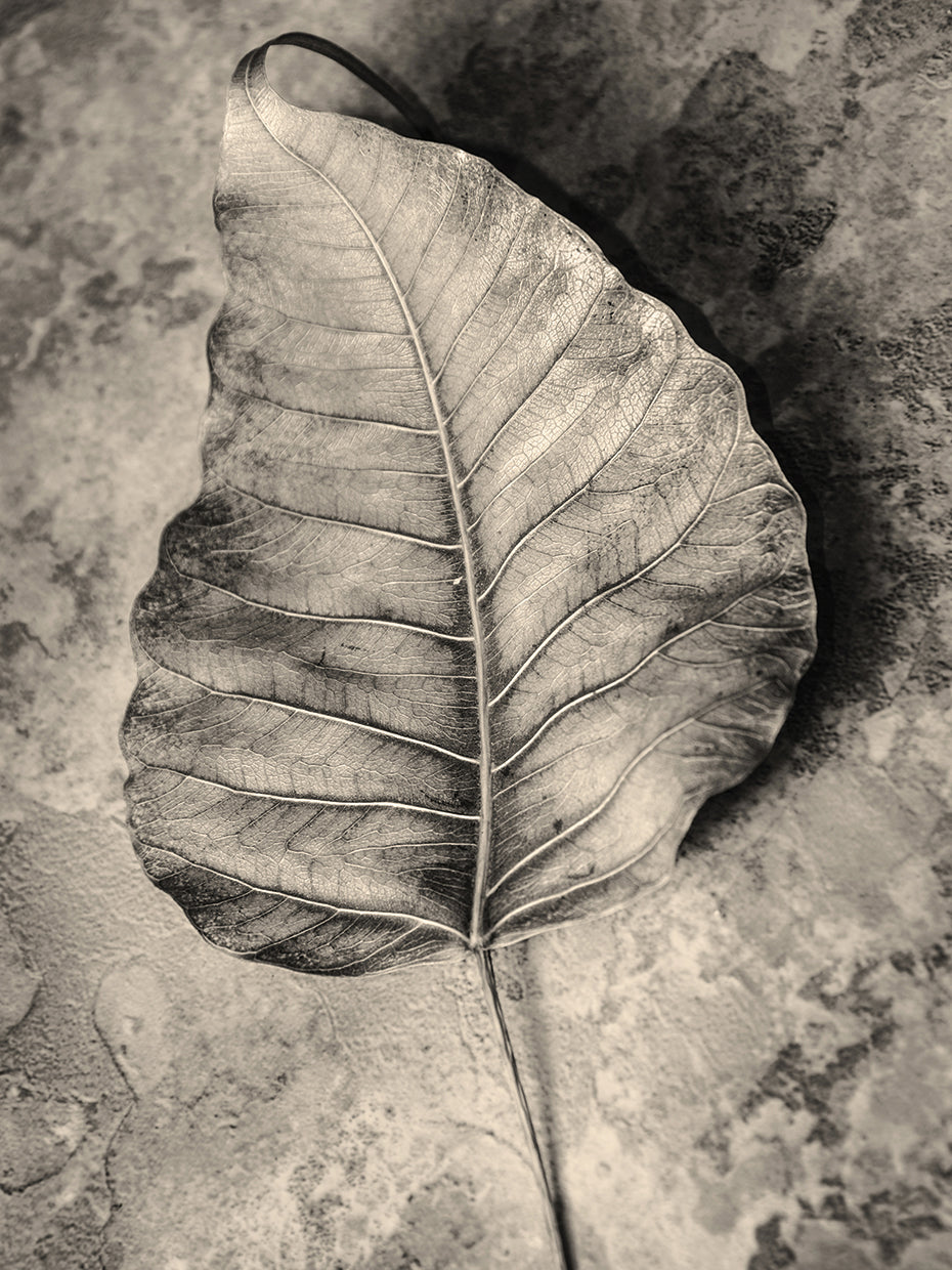 Dried Leaf
