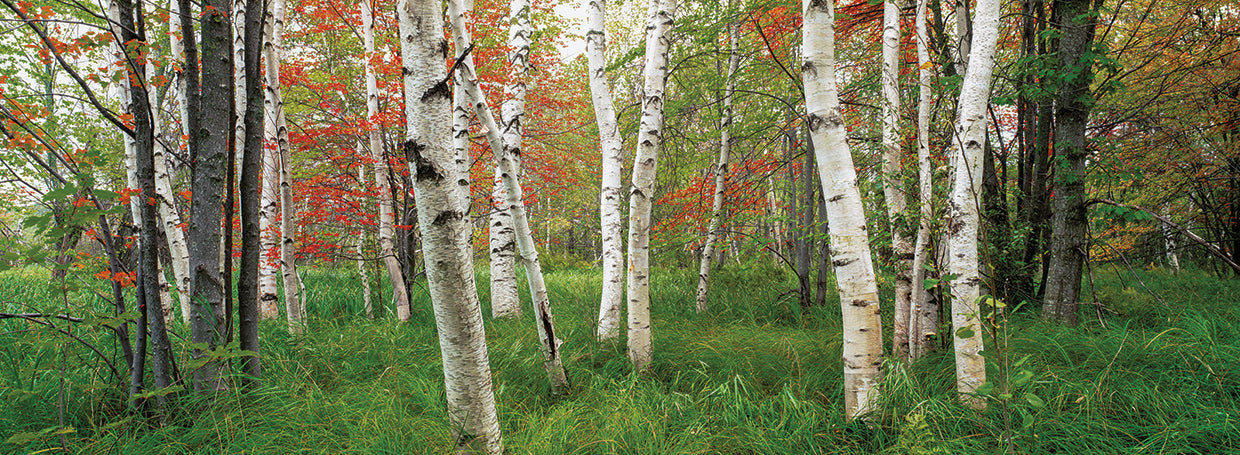 Maine Birch Forest