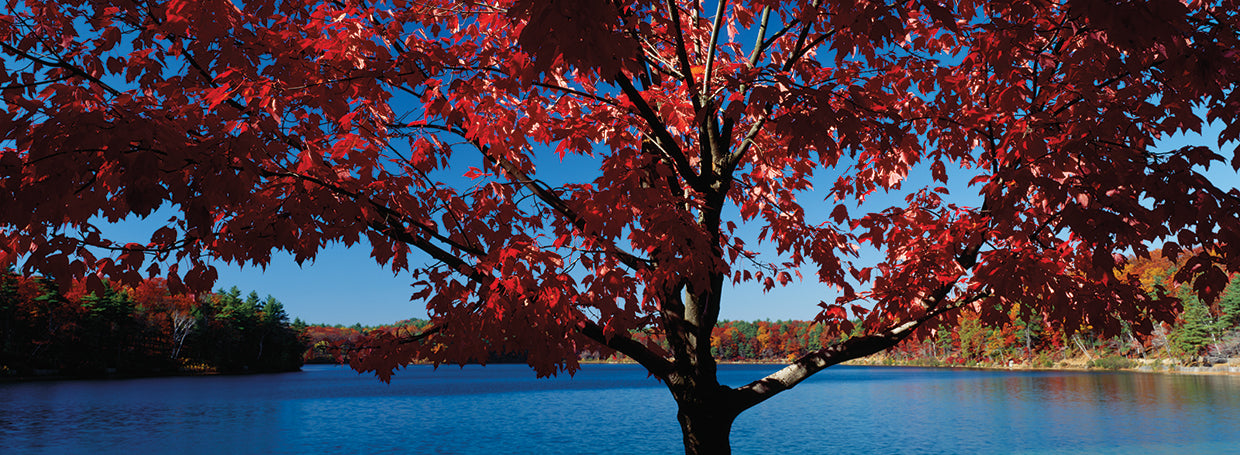 Peaceful Walden Pond