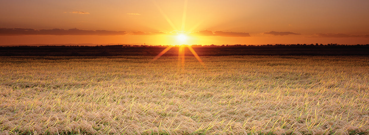 California Rice Field