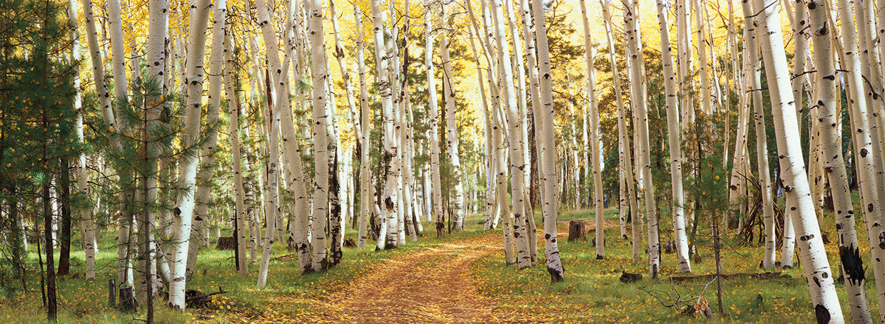 Utah Aspen Forest