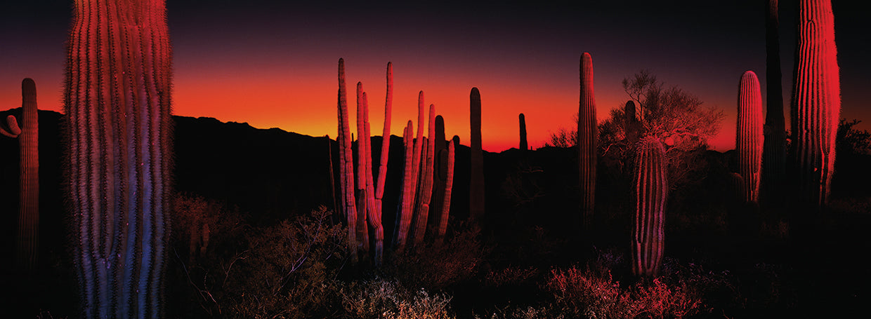 Organ Pipe Park