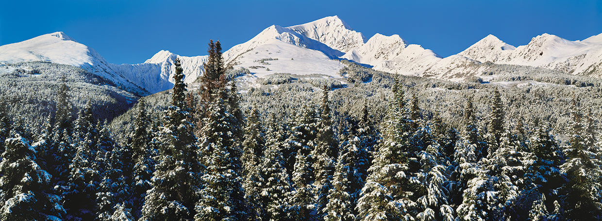 Alaska cubierta de nieve Lienzo