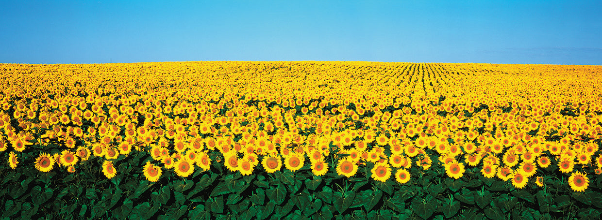 Girasoles dakota Lienzo