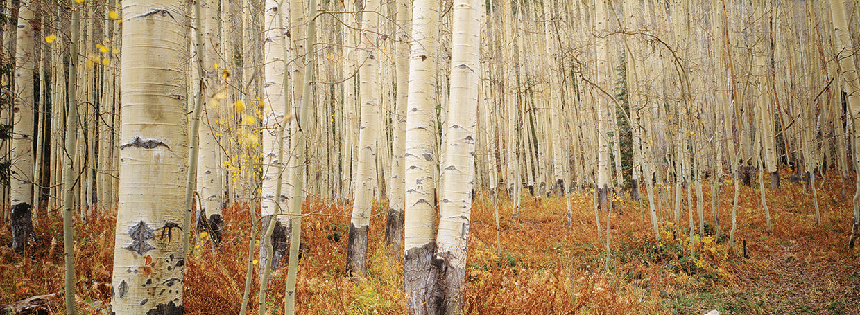 Bosque de Aspen Colorado Lienzo