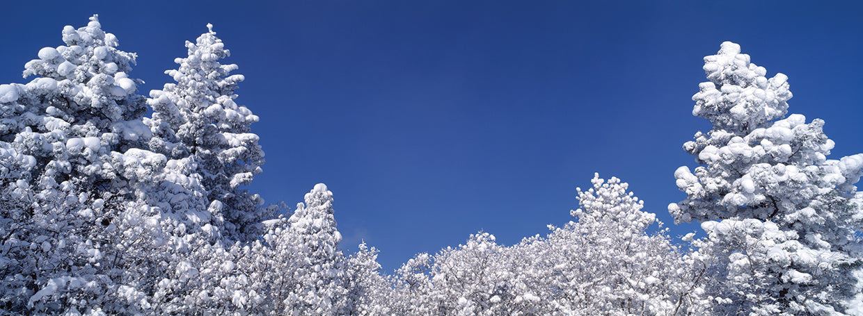 Pinos de invierno de Colorado Lienzo