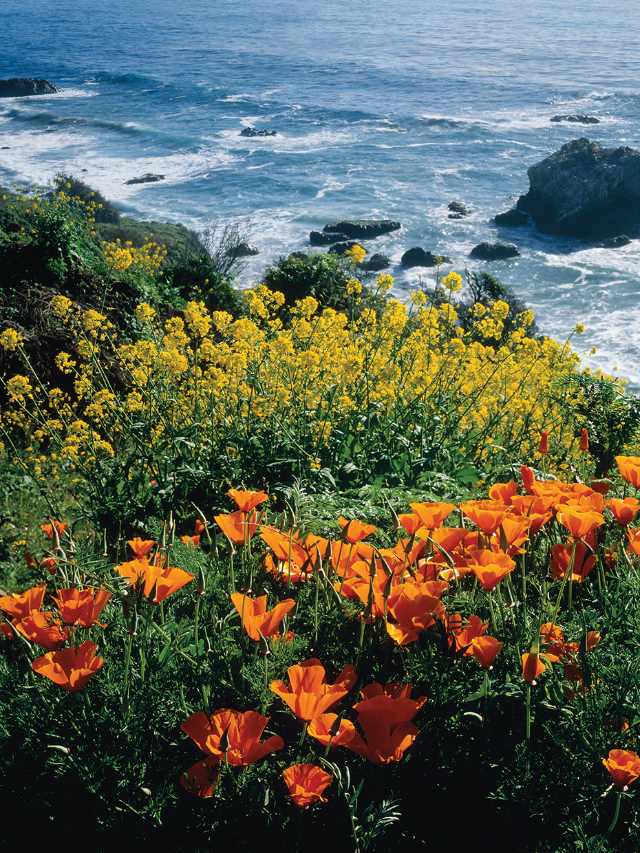 Coastal Poppies