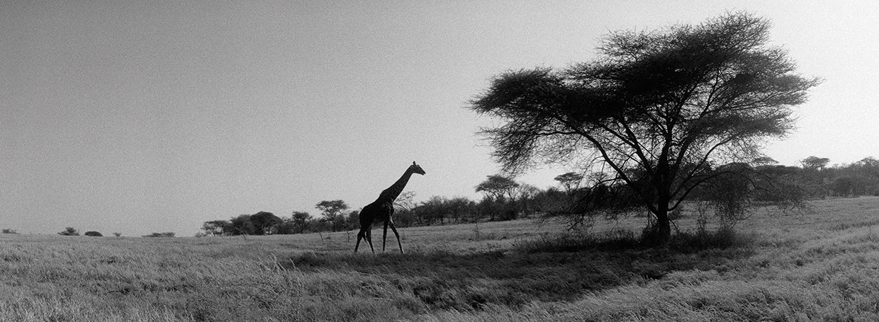 Jirafas de Kenia Lienzo