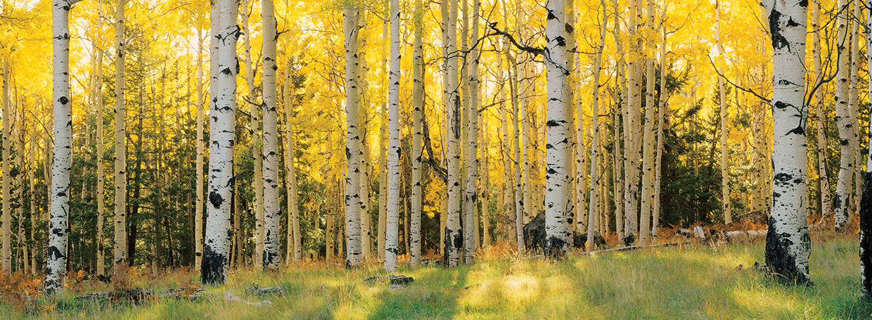 Arizona Aspen Forest