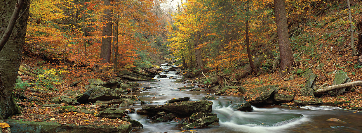 Kitchen Creek Autumn