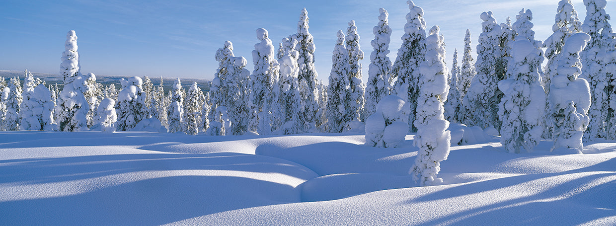 Ramas de invierno Scandi Lienzo
