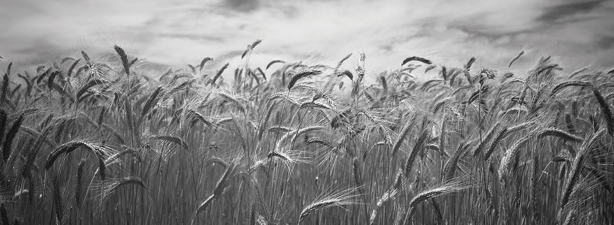 Agitando el campo de Washington Lienzo