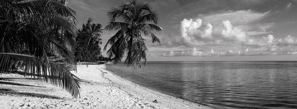 Palmeras de la playa de Matira Lienzo