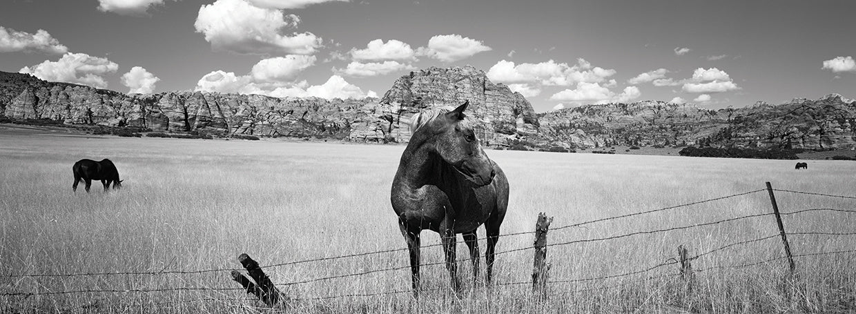 Horses Grazing Utah