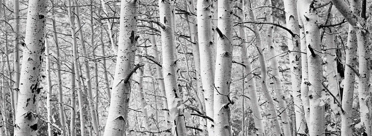 Bosque plateado de Aspen Lienzo