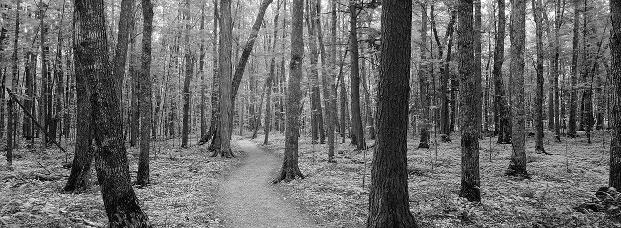 Camino del bosque de Michigan Lienzo