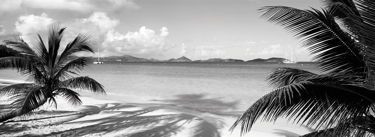 Palmeras de las Islas Vírgenes Lienzo