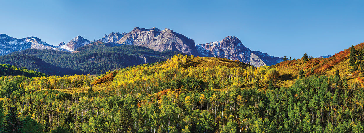 Colorado Forest Colors