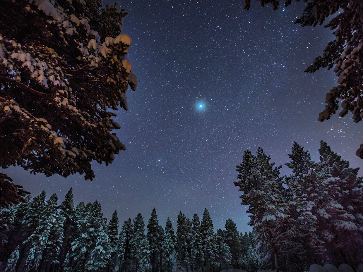 Noche fria arboles frios Lienzo