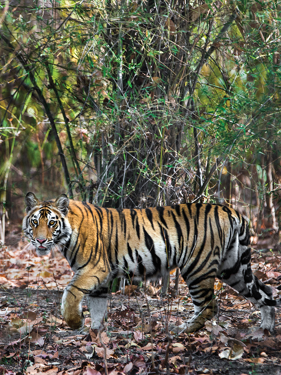 Tigre de rayas de la selva Lienzo