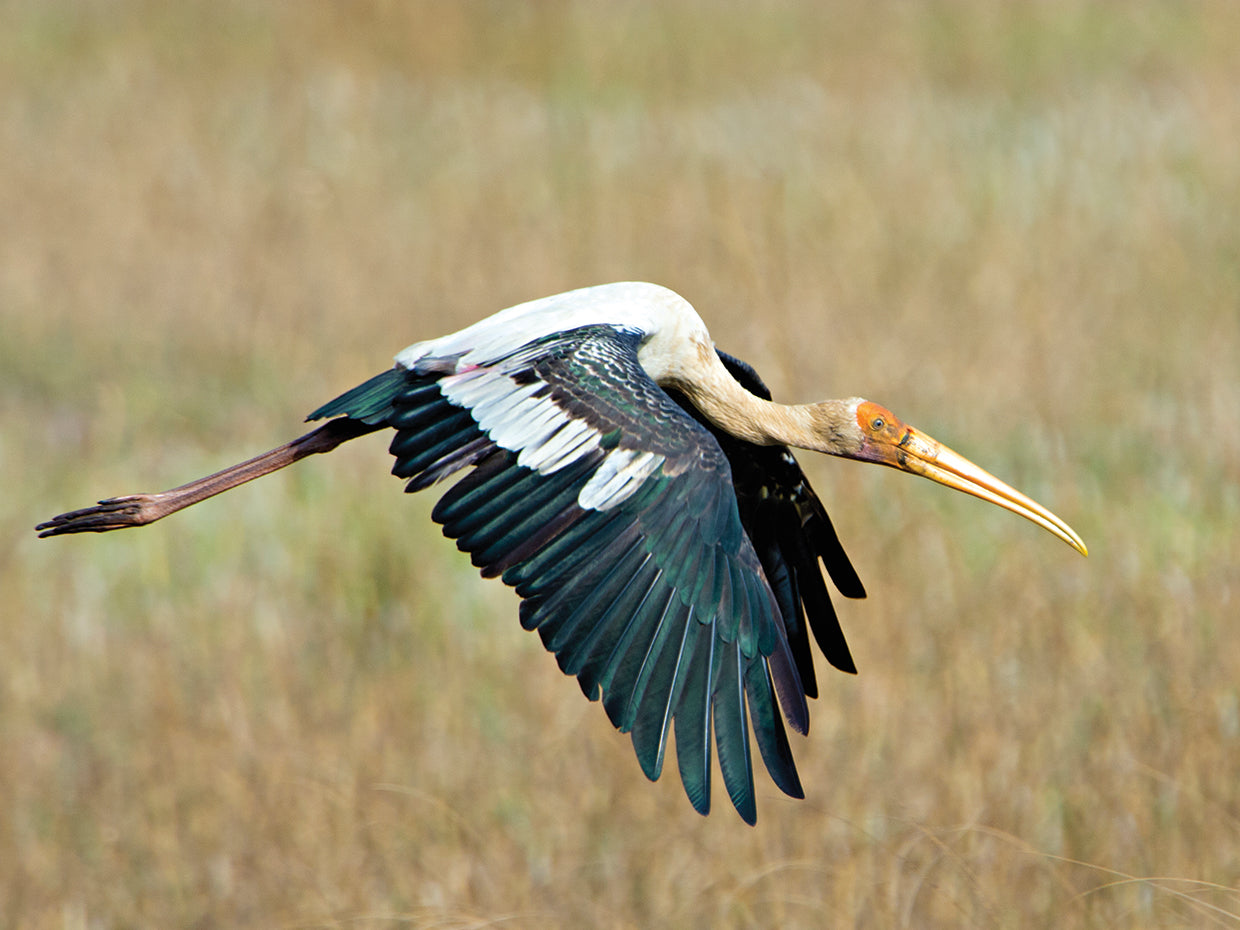 Indian Painted Stork