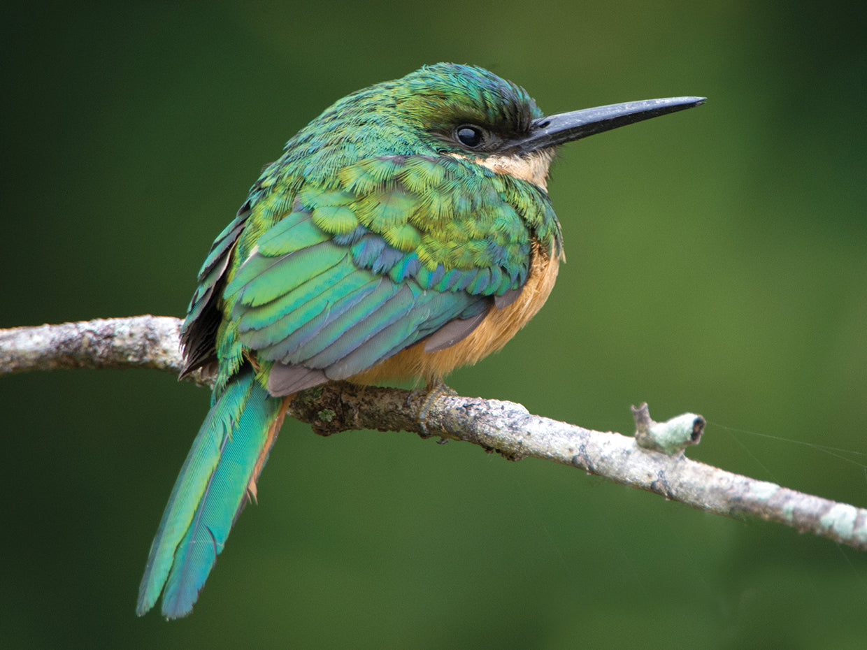 Jacamar Colores Tropicales Lienzo