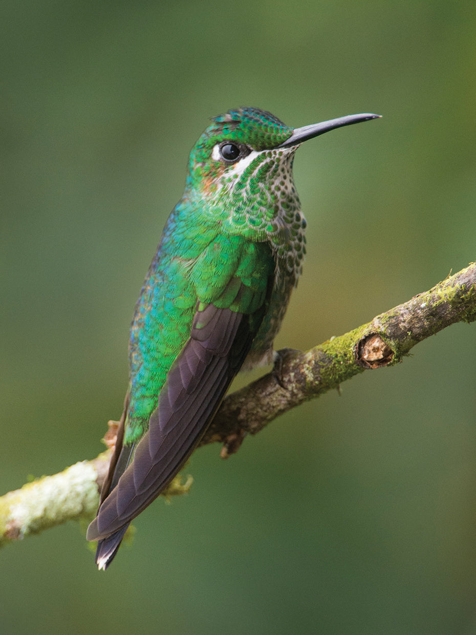 Rainforest Hummingbird