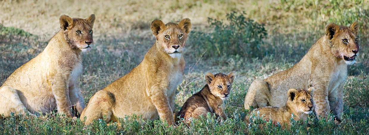 Lion Cub Field