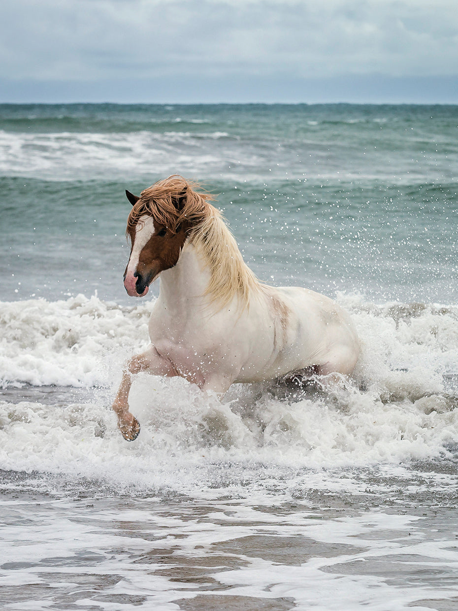Coastal Gallop