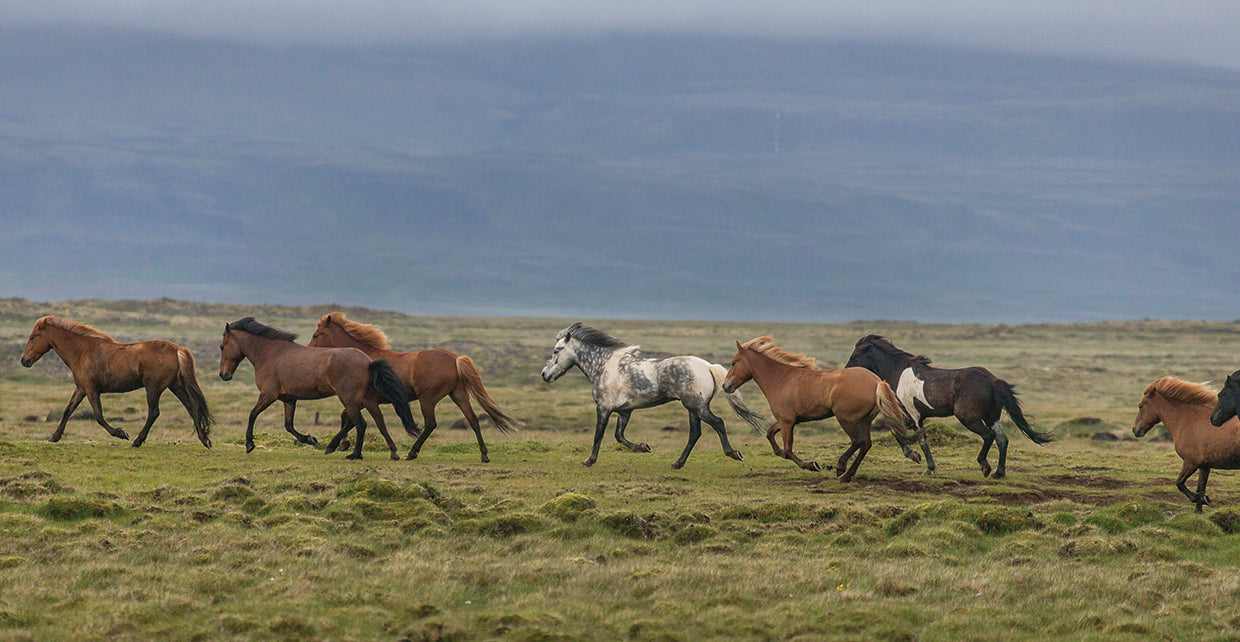 Running Island Horses