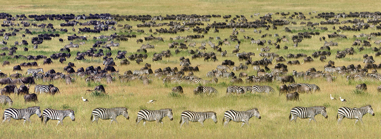 Serengeti Safari Animals
