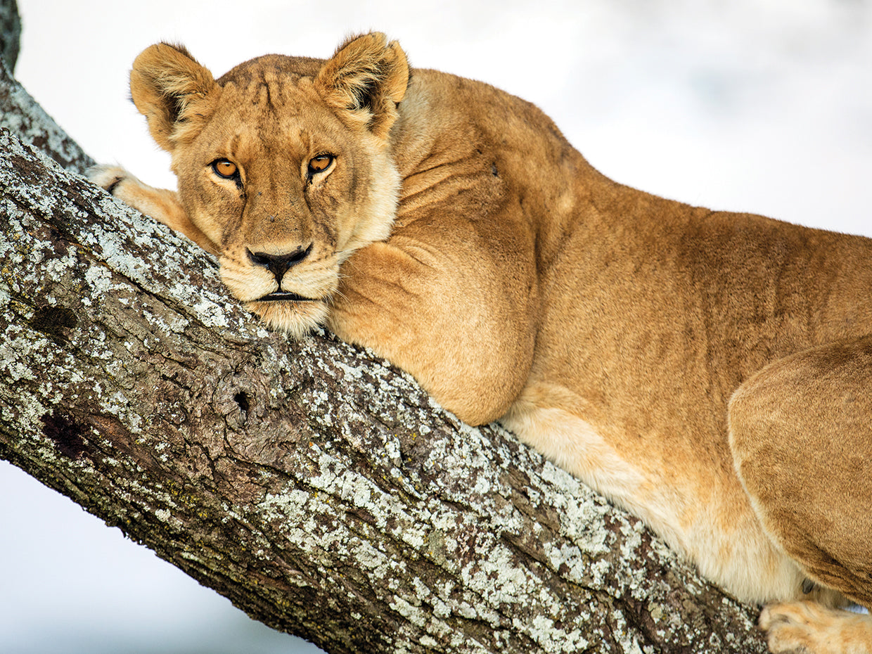 León de árbol inclinado Lienzo