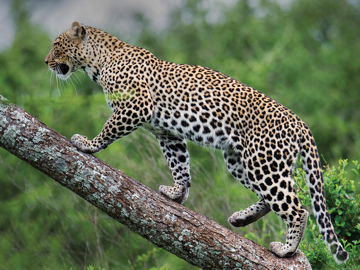Leopardo de manchas exóticas Lienzo