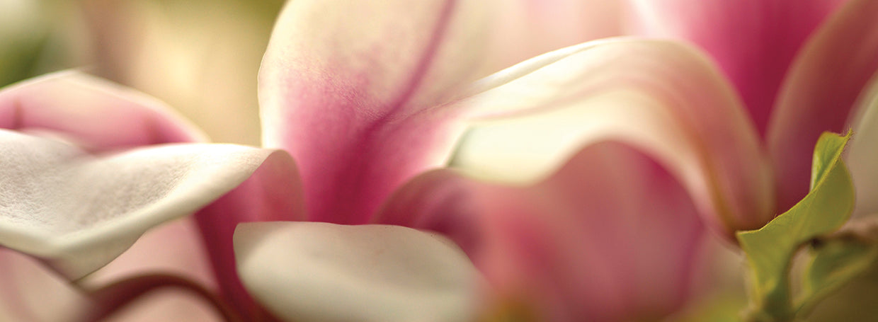 Pétalos de tulipán Lienzo